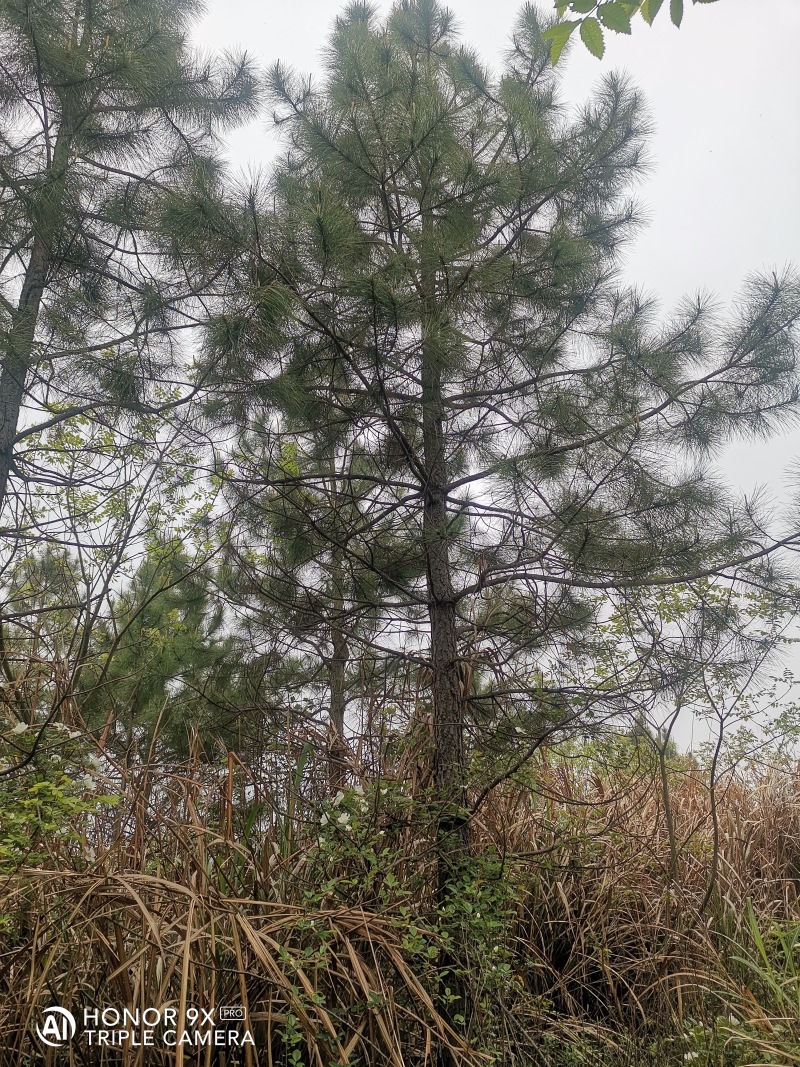 湿地松1一20公分