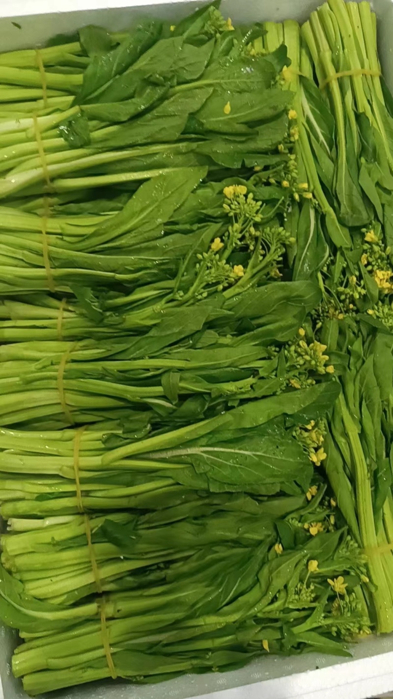 云南昆明呈贡区精品莱苔产地发货，量大从优