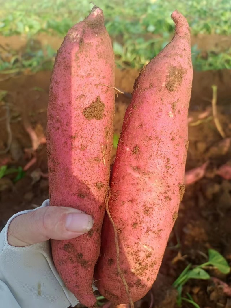蜜薯