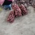 蜜薯