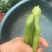 宁波蚕豆，大板蚕豆，精品货，电商通货都有