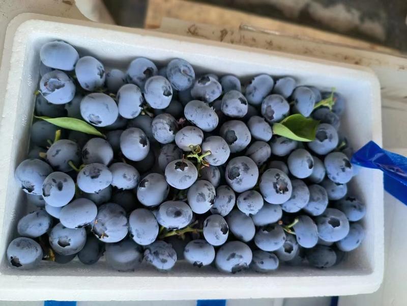 青岛精品优瑞卡蓝莓，大棚种植，品质好价格实惠，欢迎选购