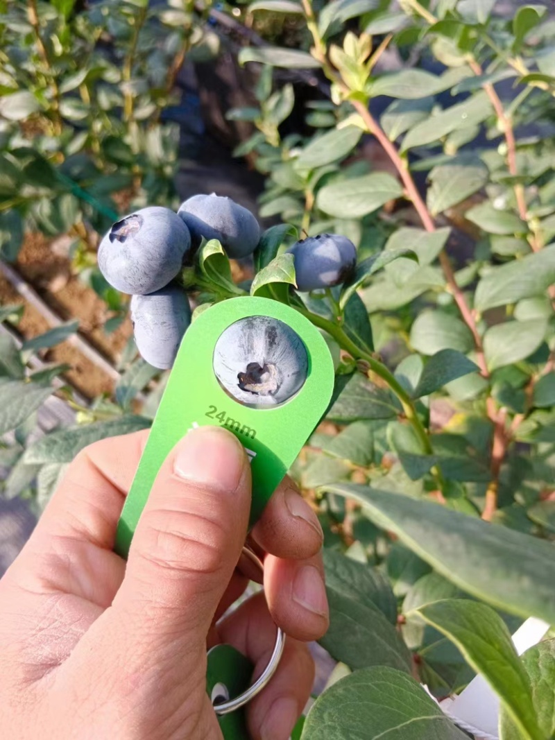 青岛精品优瑞卡蓝莓，大棚种植，品质好价格实惠，欢迎选购