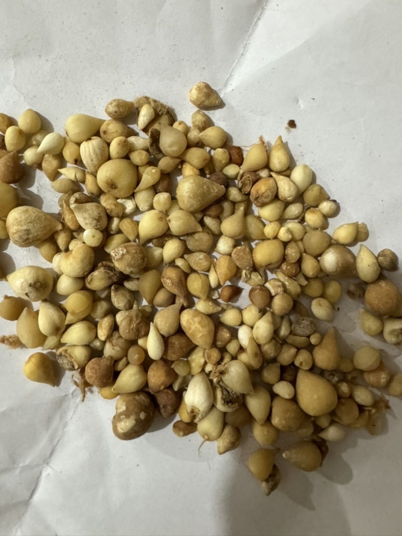 光慈姑山慈菇光慈菇白茨菇毛慈菇光茨菇冰球子
