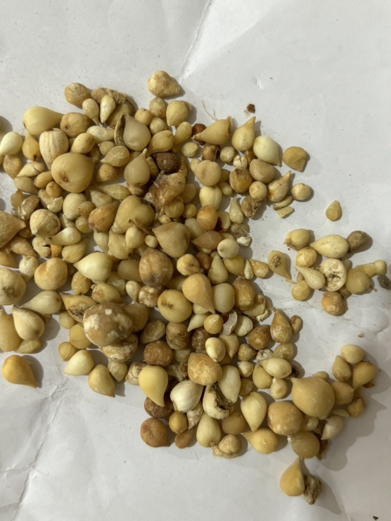 光慈姑山慈菇光慈菇白茨菇毛慈菇光茨菇冰球子