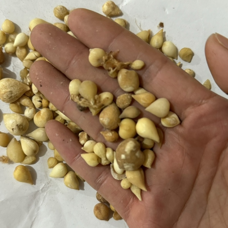 光慈姑山慈菇光慈菇白茨菇毛慈菇光茨菇冰球子