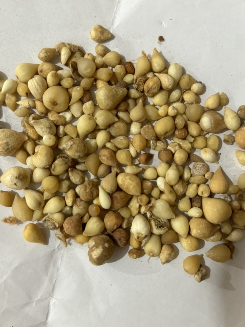 光慈姑山慈菇光慈菇白茨菇毛慈菇光茨菇冰球子