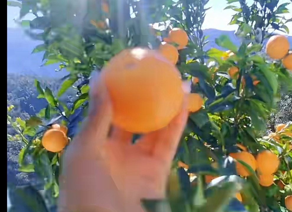 沃柑果园中成熟的果实