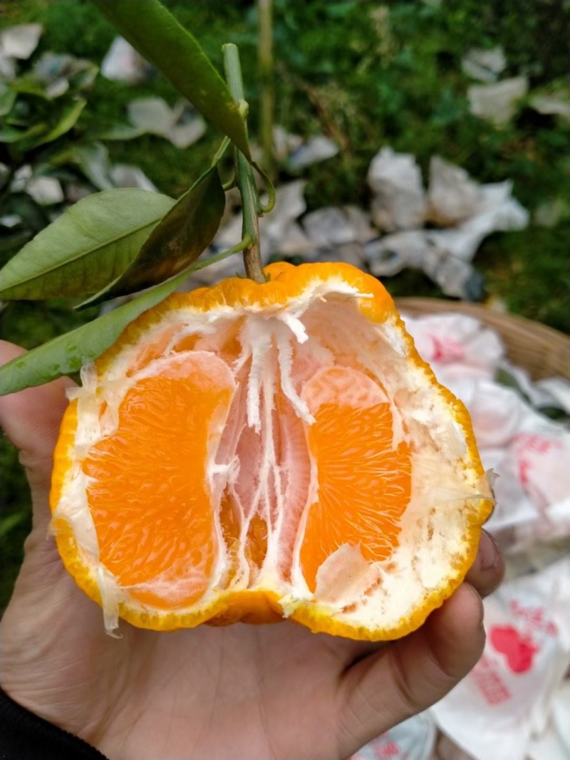 不知火也叫丑橘，大量上市中，欢迎全国各地的采购商
