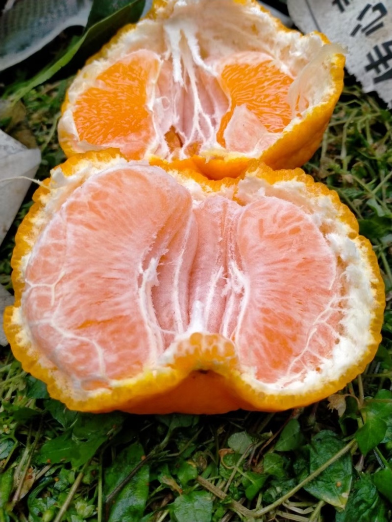 不知火也叫丑橘，大量上市中，欢迎全国各地的采购商