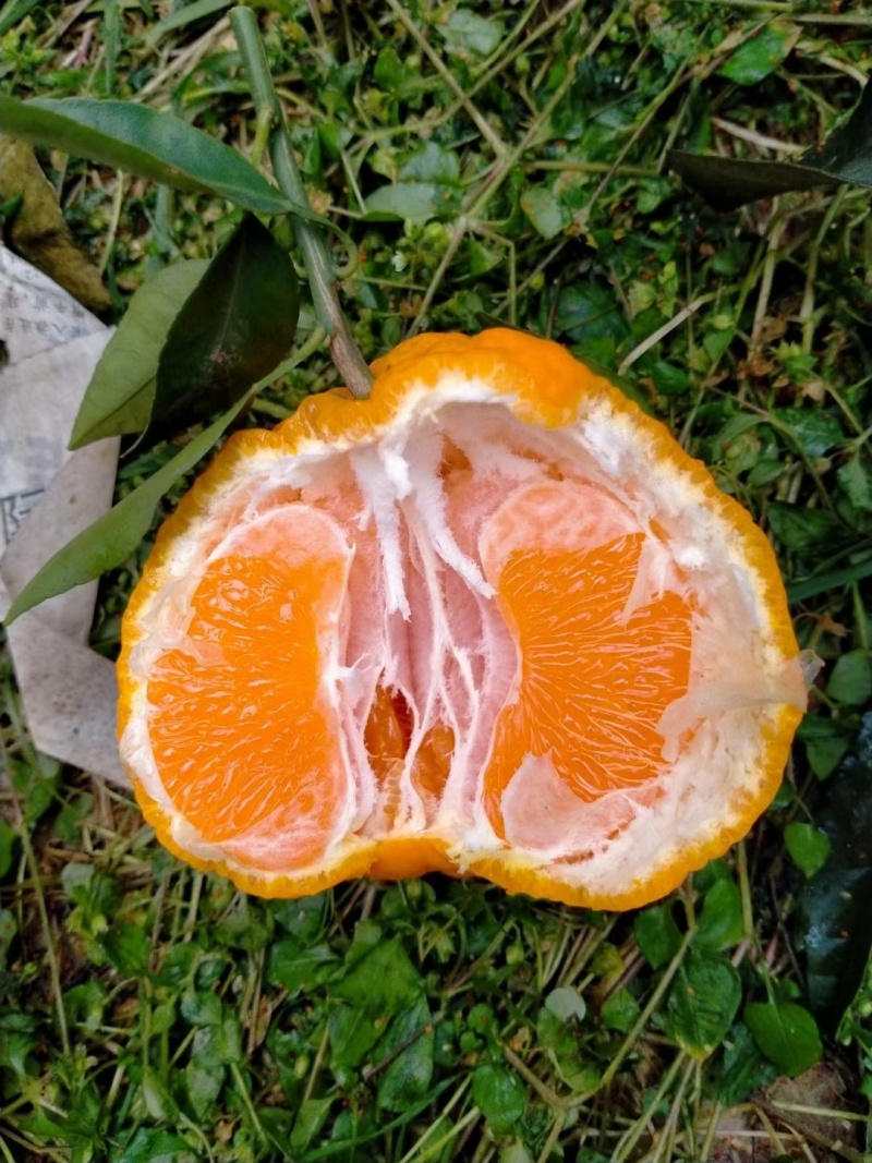 不知火也叫丑橘，大量上市中，欢迎全国各地的采购商