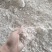 红薯淀粉，