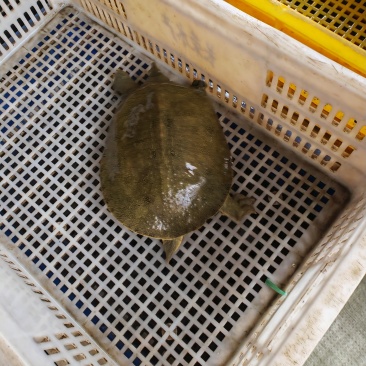 甲鱼
