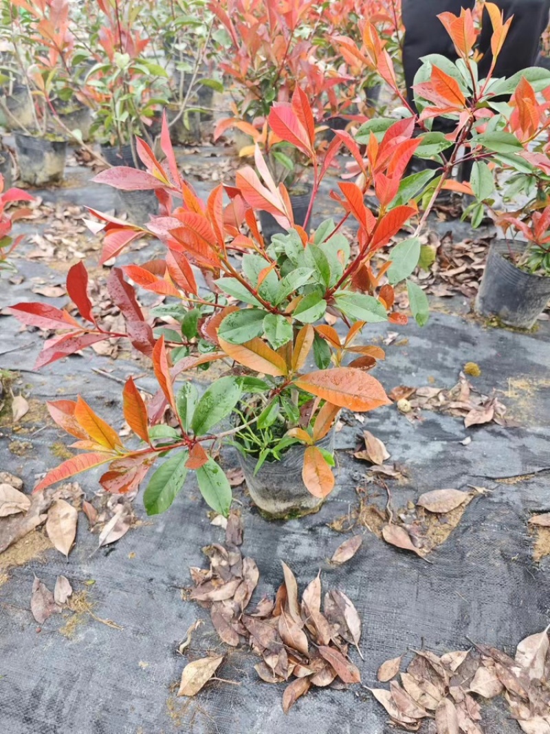 红叶石楠