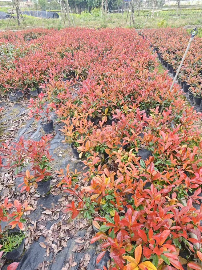 红叶石楠