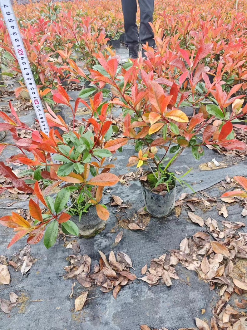 红叶石楠