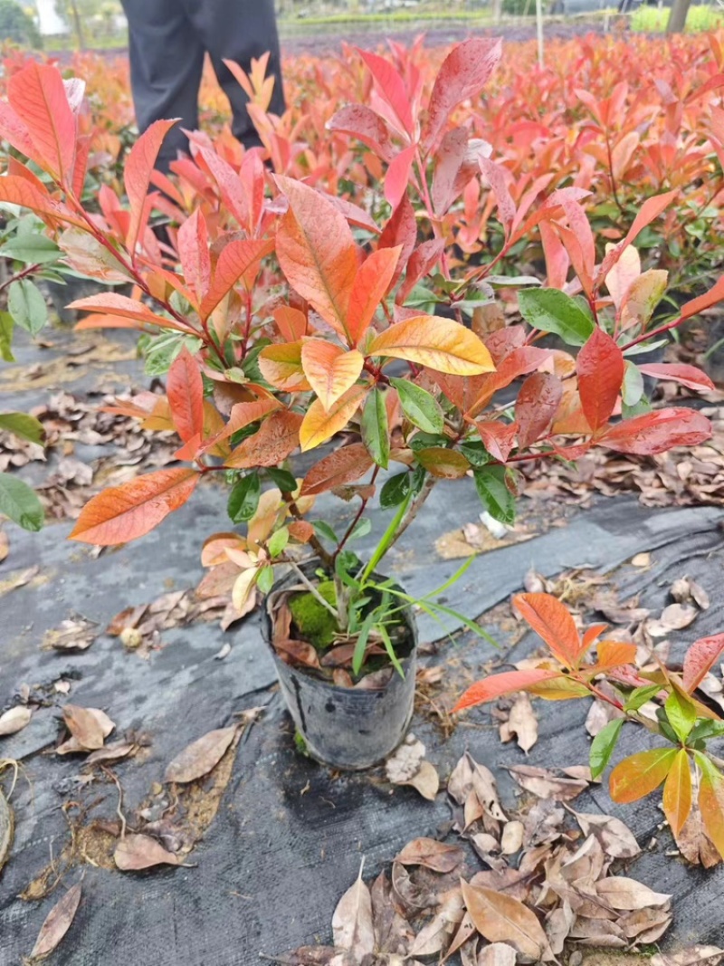 红叶石楠