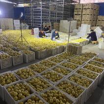 四川安岳柠檬黄柠檬产地供应对接商超批发代办一件