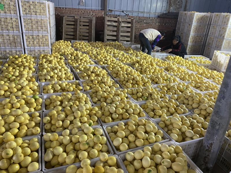 四川安岳柠檬黄柠檬产地供应对接商超批发代办一件代发