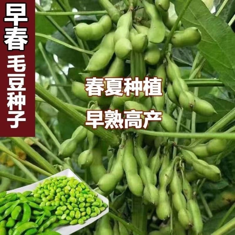 新一代绿宝石毛豆种子中熟大青豆种子大荚饱满抗病丰产春夏季