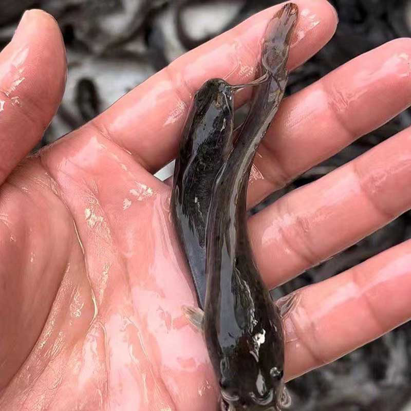 埃及鱼苗革胡子鲶鱼淡水养殖埃及塘鲺鱼活体八须鲶鱼苗