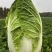 【黄心白菜】山东兰陵白菜大量上市口感好欢迎选购