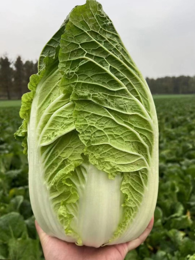 【黄心白菜】山东兰陵白菜大量上市口感好欢迎选购