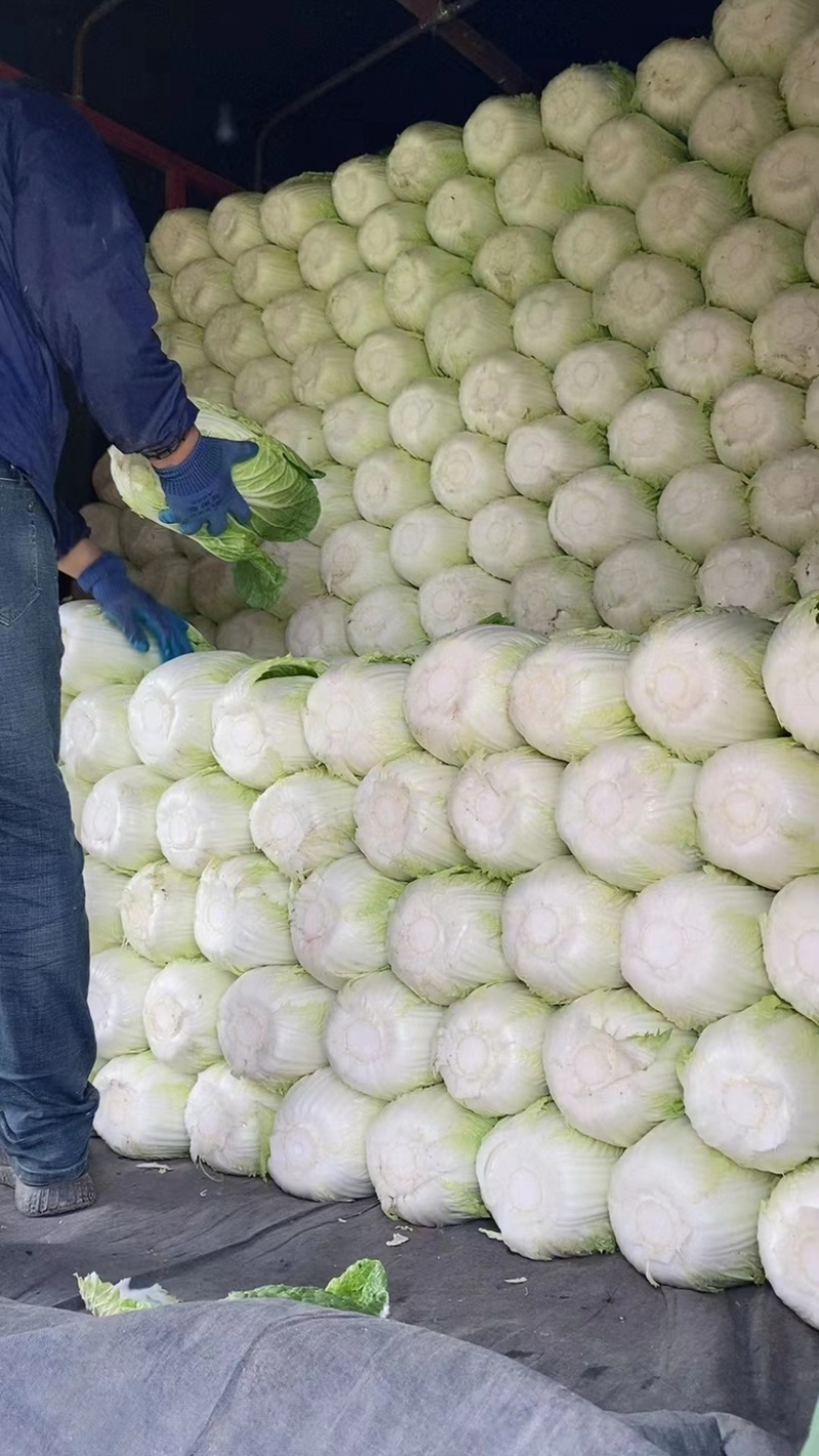 【黄心白菜】山东兰陵白菜大量上市口感好欢迎选购