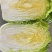 【黄心白菜】山东兰陵白菜大量上市口感好欢迎选购