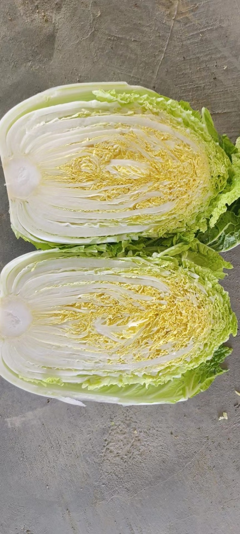 【黄心白菜】山东兰陵白菜大量上市口感好欢迎选购