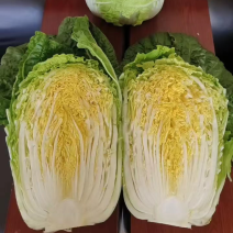 【黄心白菜】山东兰陵白菜大量上市口感好欢迎选购