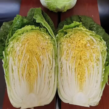 【黄心白菜】山东兰陵白菜大量上市口感好欢迎选购