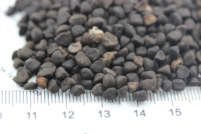 矮牵牛种子垂钓盆栽庭院室内阳台爬藤植物牵牛花种子四季易活