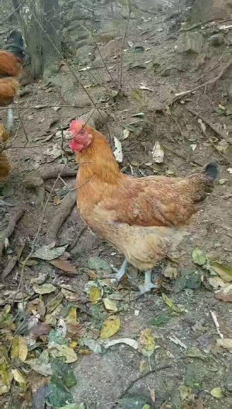 快大型青脚鸡种蛋麻鸡种蛋土鸡种蛋保障受精率