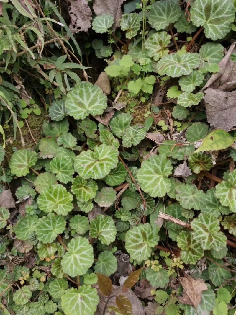 大量供应批发虎耳草现定现挖基地货源价格便宜