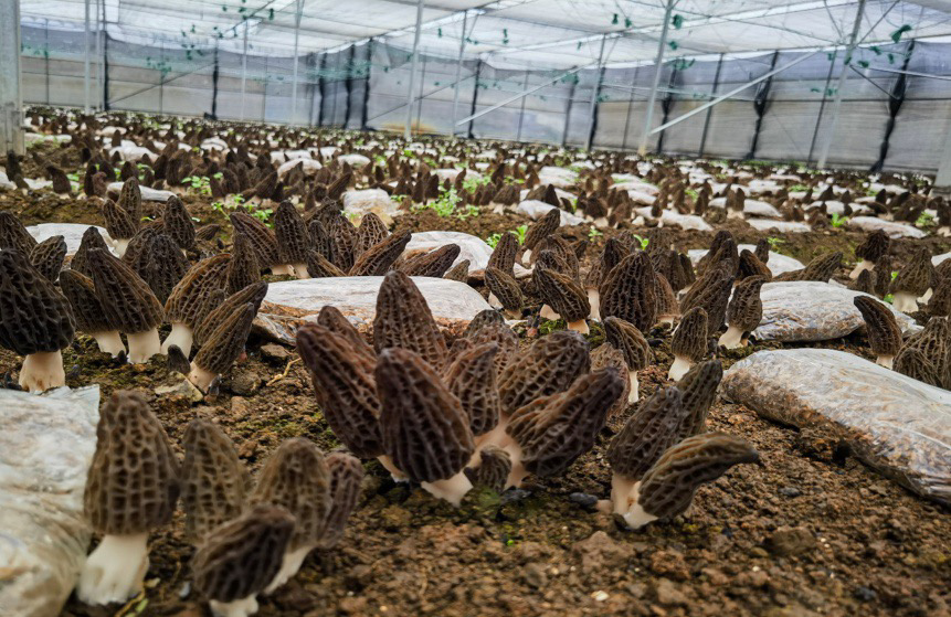 羊肚菌人工种植田间管理实景图
