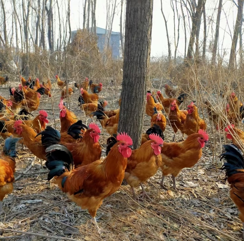 快大型青脚鸡种蛋麻鸡种蛋土鸡种蛋保障受精率