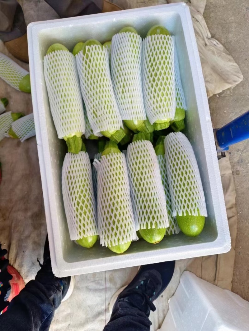 西葫芦聊城绿皮西葫芦产地直发货源充足随到随装