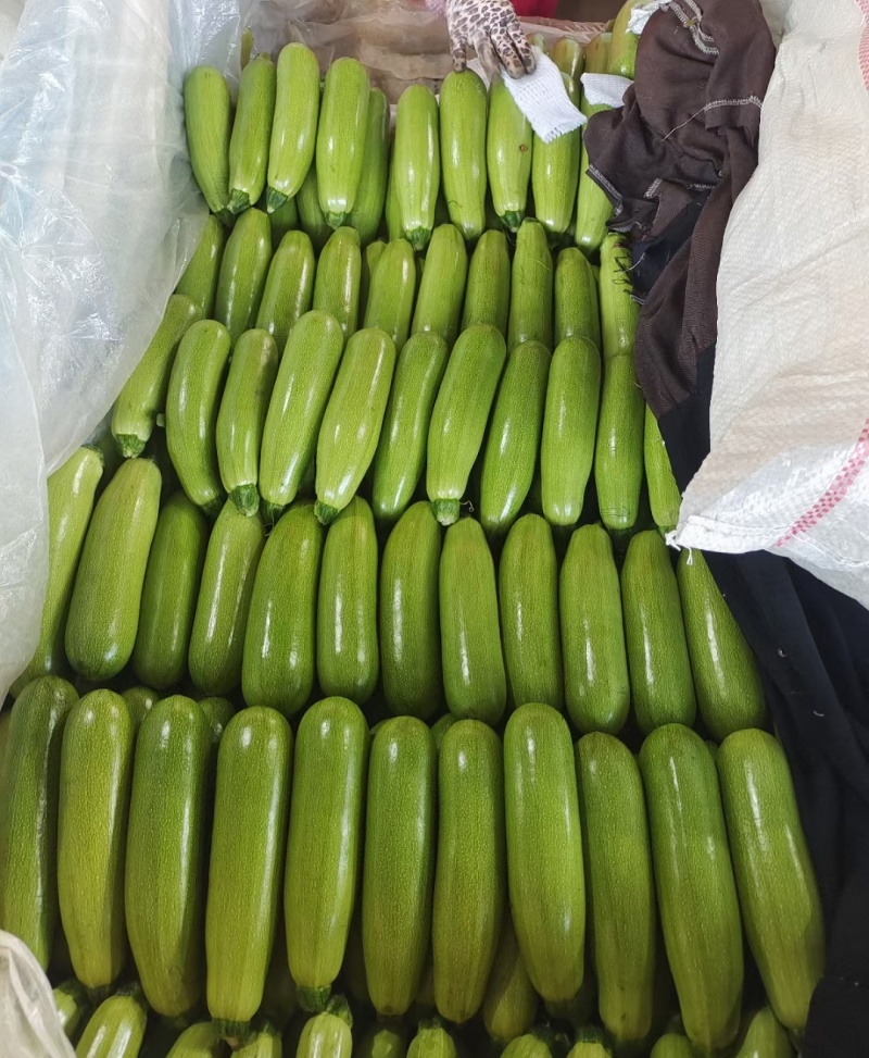 西葫芦聊城绿皮西葫芦产地直发货源充足随到随装