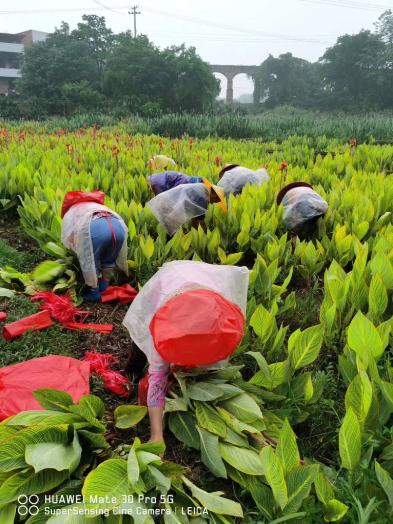 大量批发粉花美人蕉产地货源网红花种植基地直发