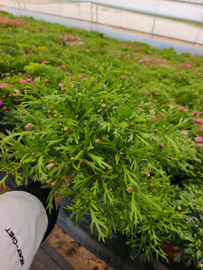 玛格丽特，有着童话般的名字。原名：木茼蒿，又名木春菊、