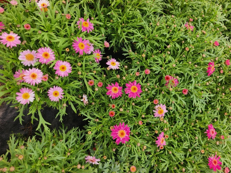 玛格丽特，有着童话般的名字。原名：木茼蒿，又名木春菊、
