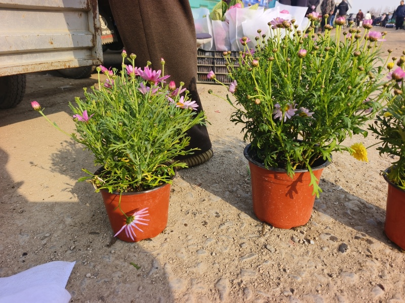 玛格丽特，有着童话般的名字。原名：木茼蒿，又名木春菊、