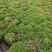 玛格丽特，有着童话般的名字。原名：木茼蒿，又名木春菊、