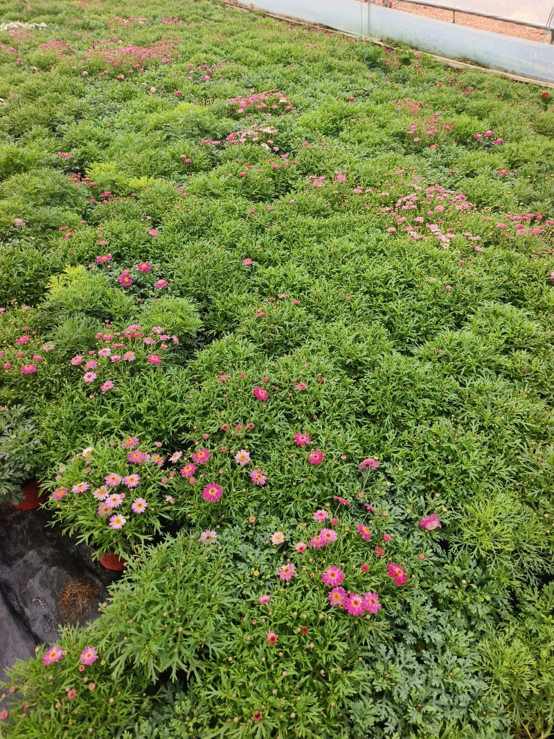玛格丽特，有着童话般的名字。原名：木茼蒿，又名木春菊、