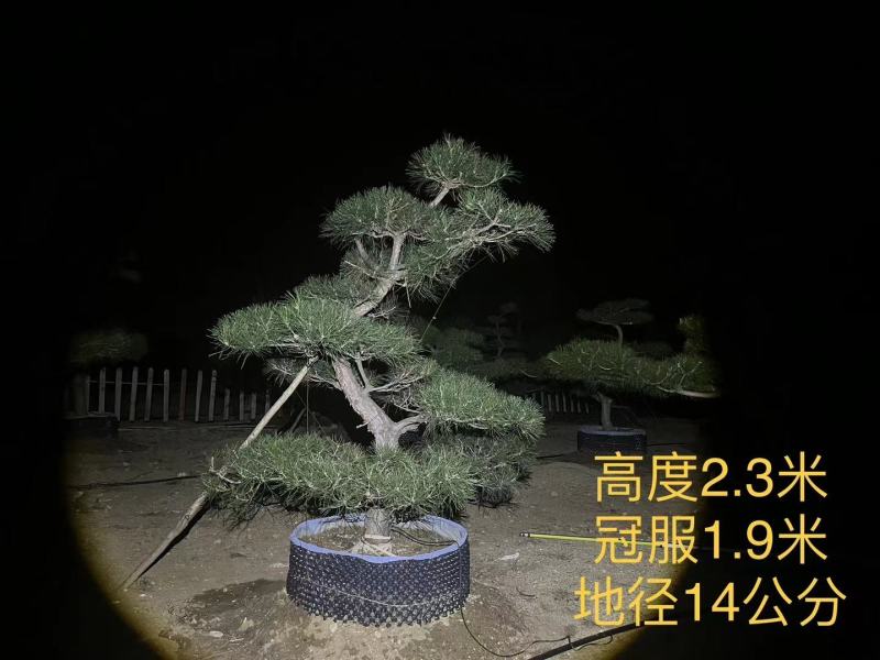 造型黑松