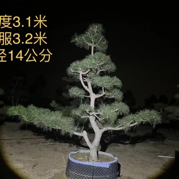 造型黑松