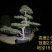 造型黑松