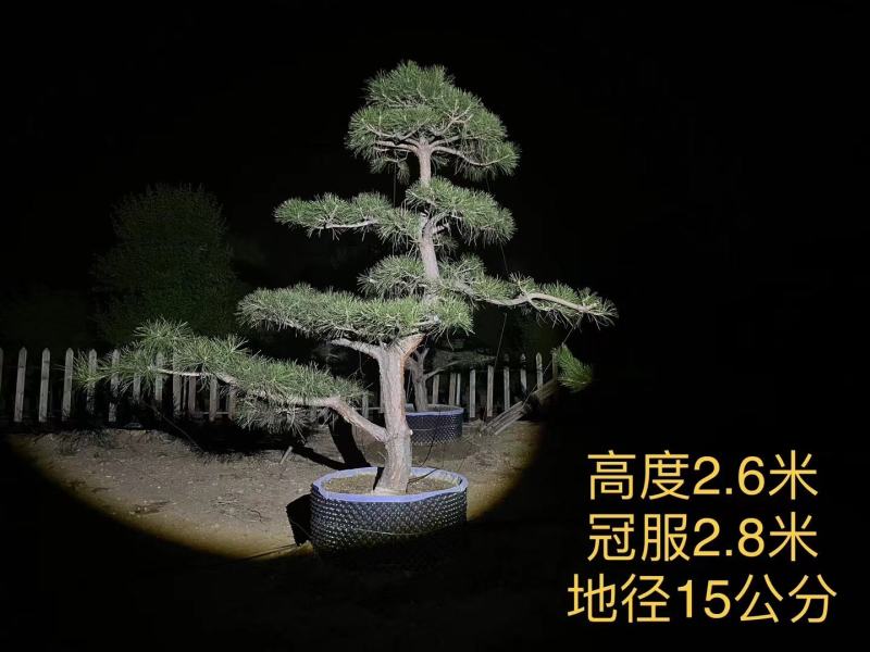 造型黑松