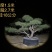 造型黑松